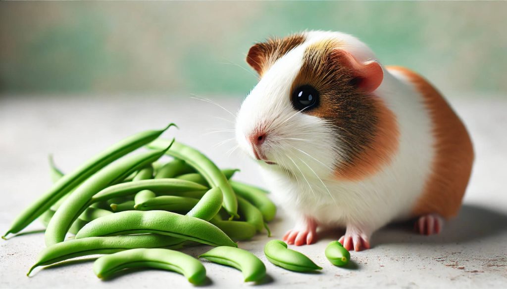 Guinea pig eating green beans