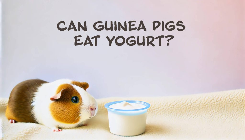 Guinea pig eating yogurt